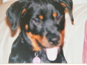 This is suki she is 10mnts old a rottie My_tat25