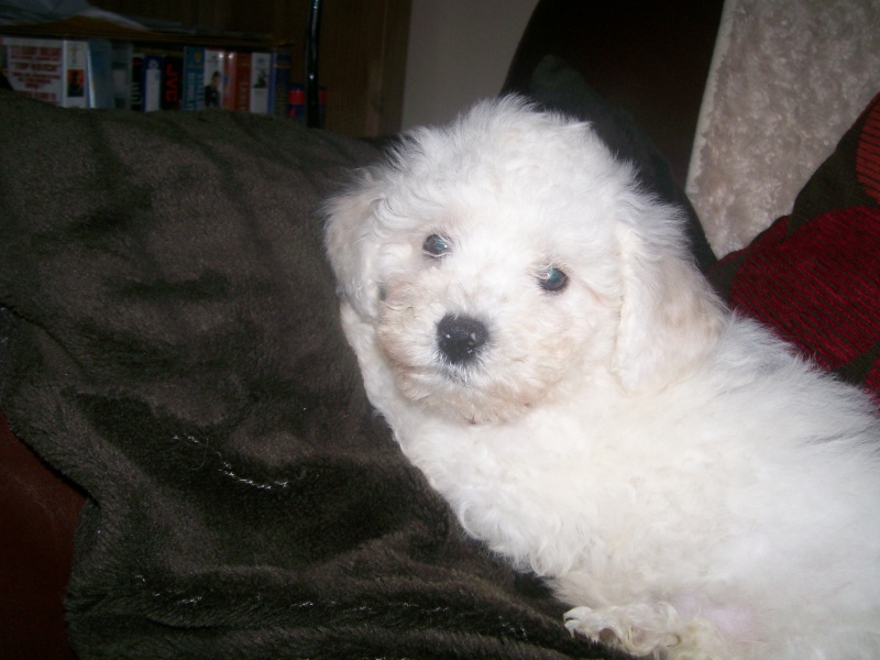 ella my new puppy bichon frise 100_1310