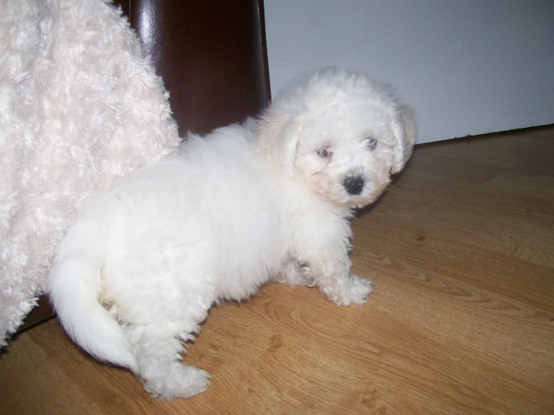 ella my new puppy bichon frise 100_1311