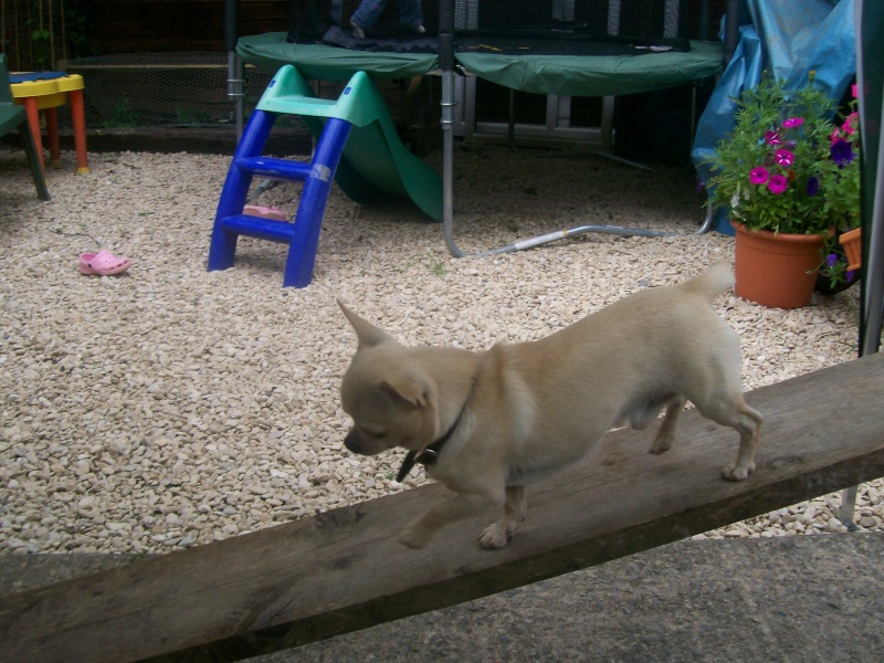 new pic of rico agility 100_1312