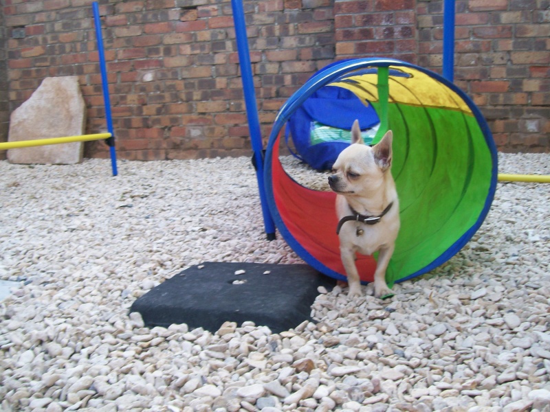 new pic of rico agility 100_1313