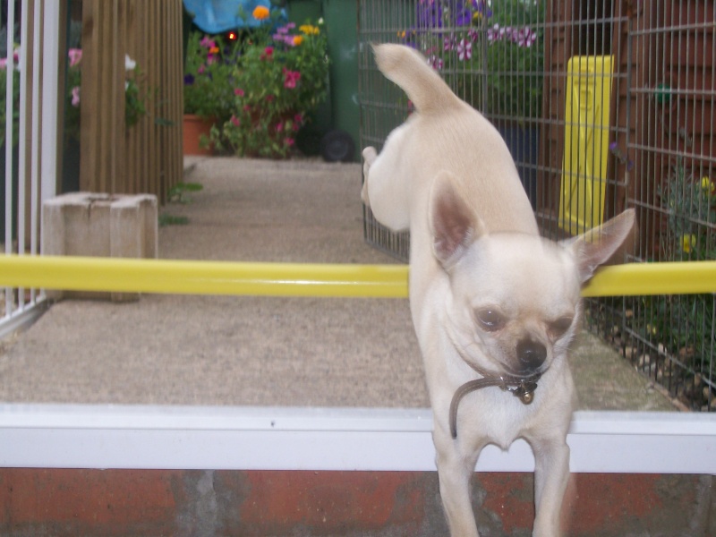 new pic of rico agility 100_1412