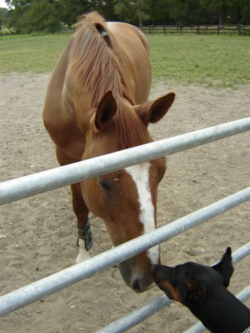 laura : cette fois c'est la bonne!!! Mes zanimaux !!! Mimi_s12