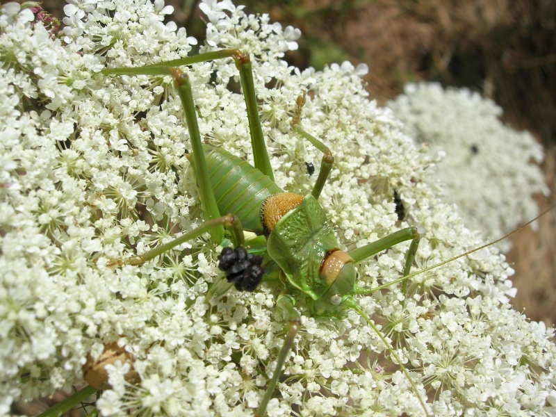 Bicho Verde Bicho_11