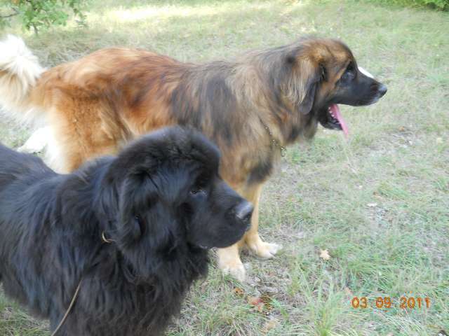race - cherche race taille moyenne pour garde / compagnie / sports canins  Giova102