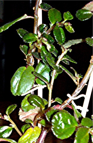 Begonia foliosa Bago_o10