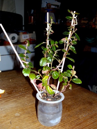 Begonia foliosa Bago_o11