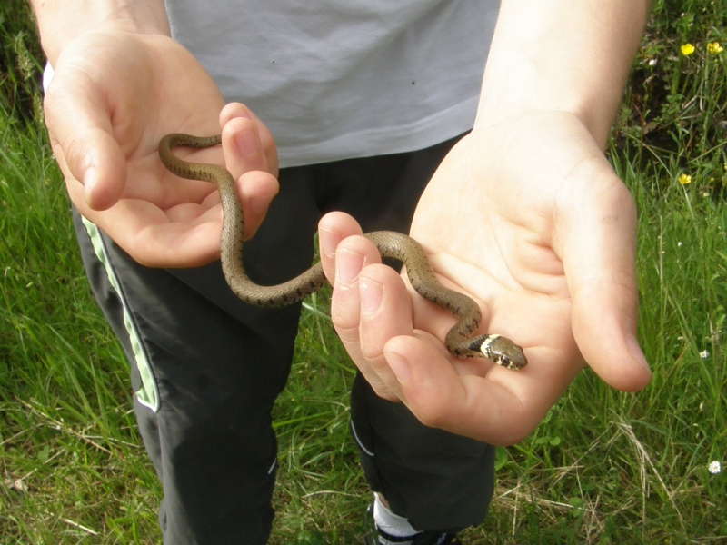 photos de reptiles et amphibiens de vos jardins - Page 2 P5100110