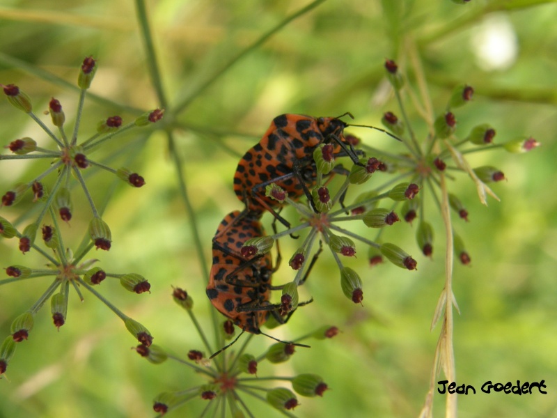 Le micro-peuple des imenses jardins. P7180010