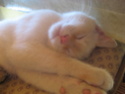 Galak - Magnifique chaton mâle déposé à mon domicile !!! Chay_012