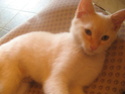 Galak - Magnifique chaton mâle déposé à mon domicile !!! Chay_014