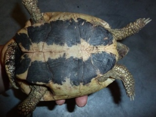 Quelle est cette tortue ? P1040915
