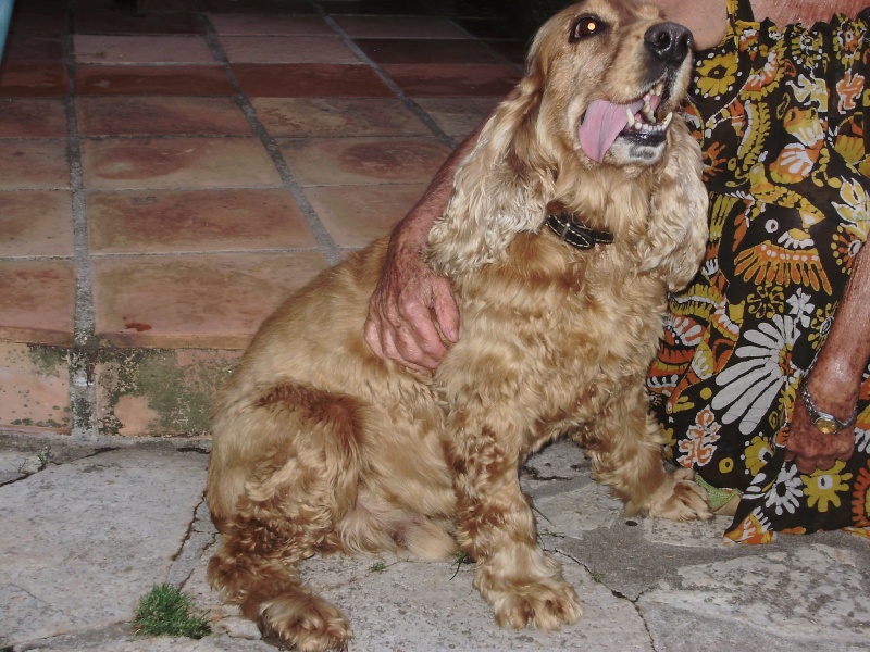 des nouvelles de Kelly, cocker mâle de 8 ans Sainte-Maxime 83 P1010420