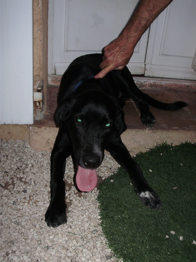 ADOPTE: Gus, labrador croisé chien de chasse, environ 6 - 7 mois, Cogolin P1010442