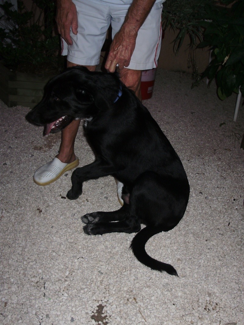 ADOPTE: Gus, labrador croisé chien de chasse, environ 6 - 7 mois, Cogolin P1010443