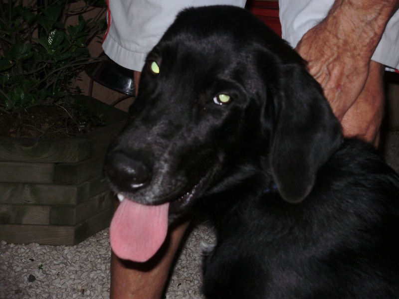 ADOPTE: Gus, labrador croisé chien de chasse, environ 6 - 7 mois, Cogolin P1010444