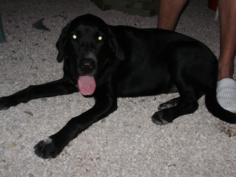 ADOPTE: Gus, labrador croisé chien de chasse, environ 6 - 7 mois, Cogolin P1010445