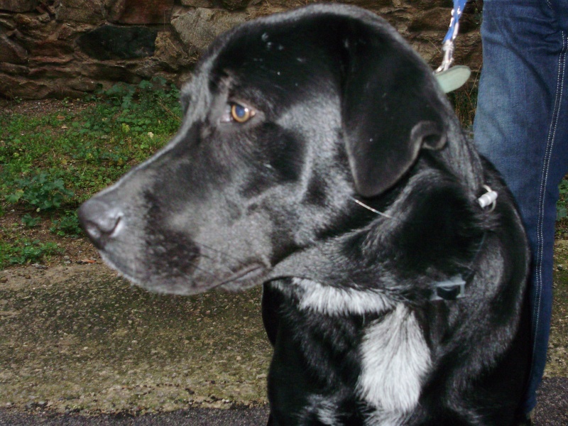 ADOPTE: Gus, labrador croisé chien de chasse, environ 6 - 7 mois, Cogolin P1010747