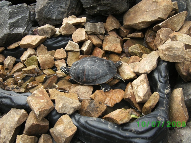 tortues d'eau de l'aquarium au bassin!!! - Page 2 Bild0427