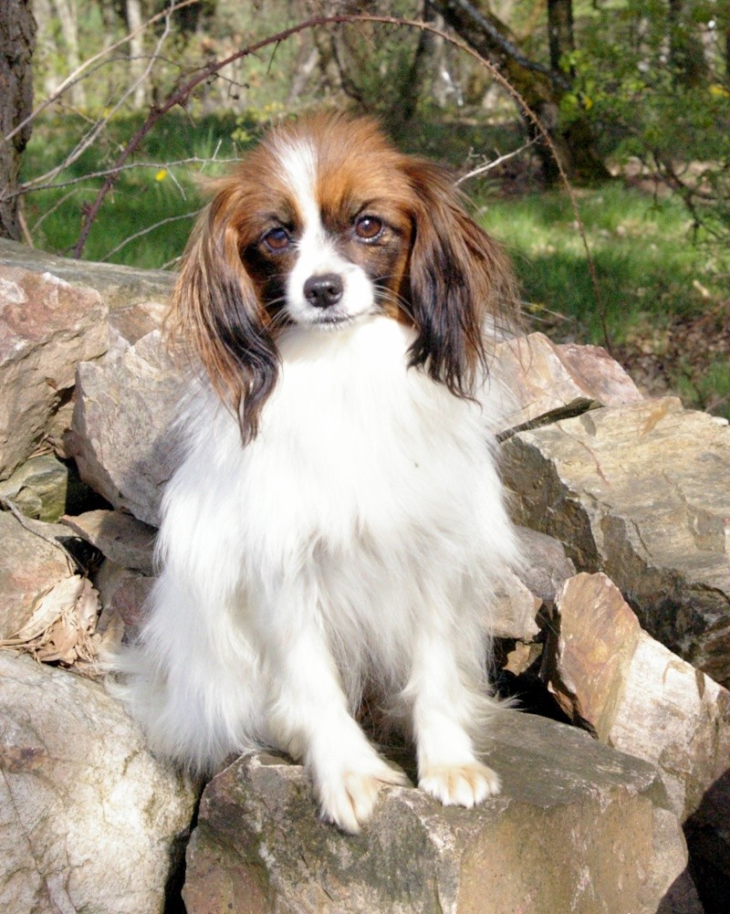 Chiots phalènes pour juillet aux charmes d'antan  Dest10