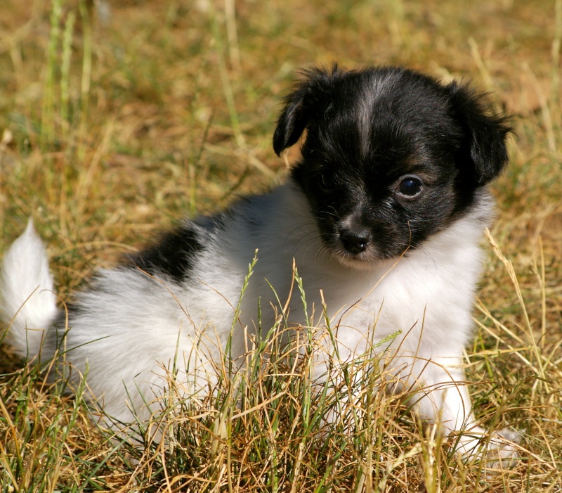 Chiots épagneul phalènes aux charmes d'antan  Male_a10