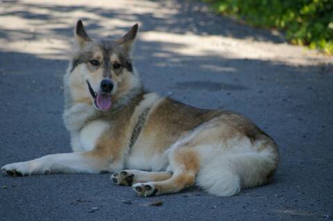 Rentré Trouvé Chien Loup Tchèque Ou Sarloos Ou Husky Male