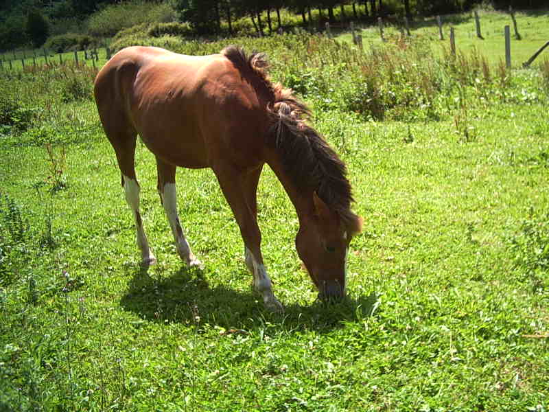 Fotos de nuestros caballos Imagen11