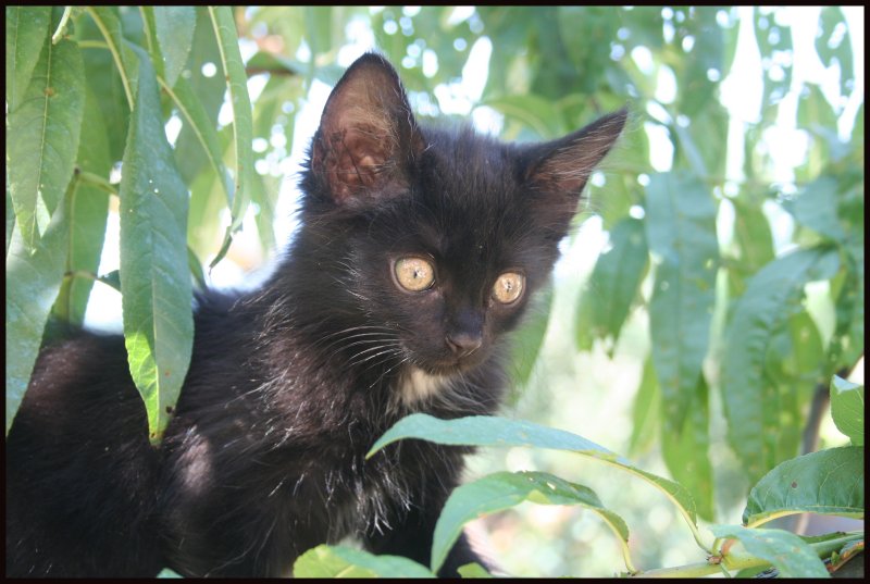 [ADOPTES]GROS DOUDOU et GUISMO chatons noirs 2 mois - Page 2 Gaby1110