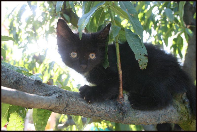[ADOPTES]GROS DOUDOU et GUISMO chatons noirs 2 mois - Page 2 Gaby_110