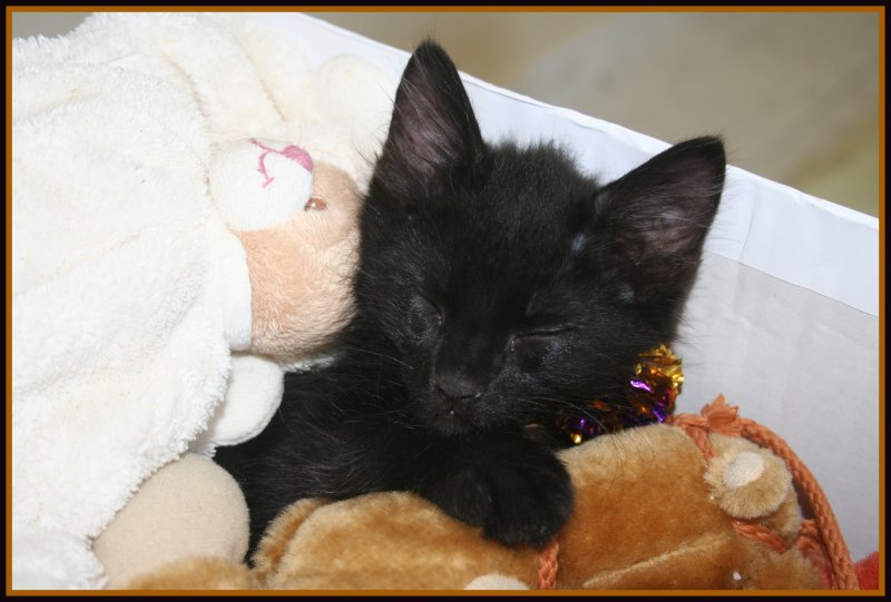 [ADOPTES]GROS DOUDOU et GUISMO chatons noirs 2 mois - Page 2 Gary1110