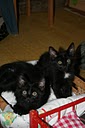 [ADOPTES]GROS DOUDOU et GUISMO chatons noirs 2 mois - Page 3 Img_7910