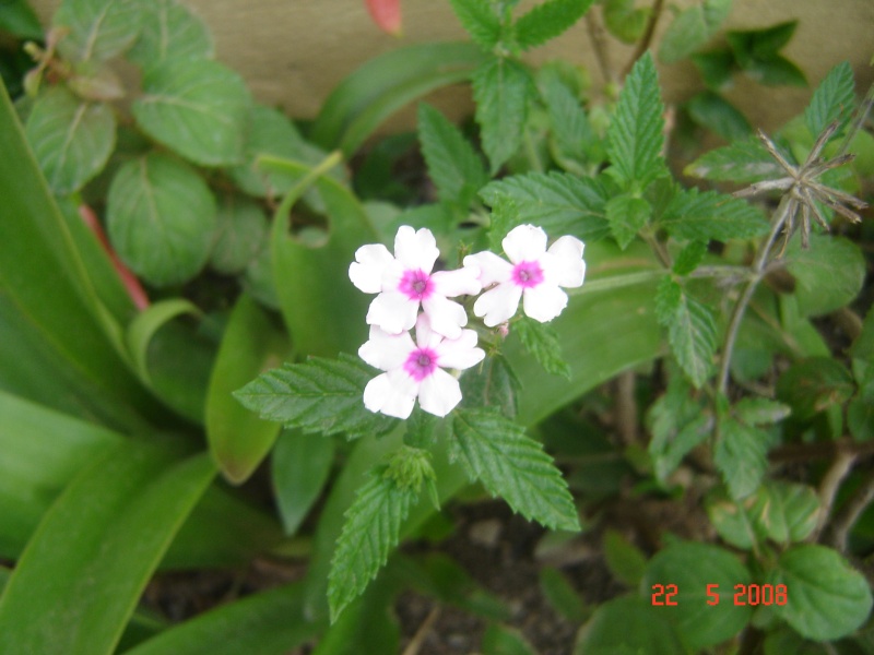 fleure de mon jardin Dsc03112