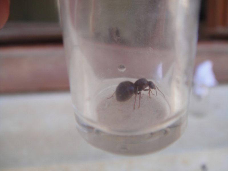 Suivi de mes fourmis  Ants_016