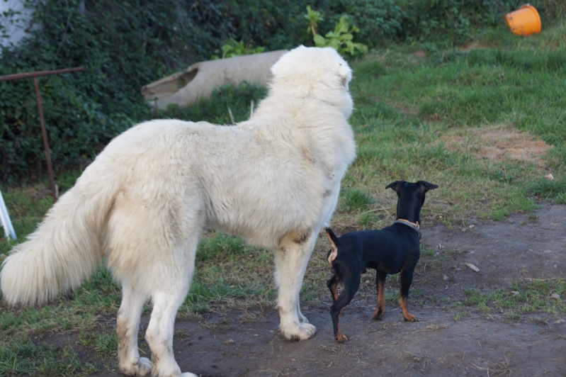 MAX pinscher nain chiot 8 mois association GALIA (85) 3311012