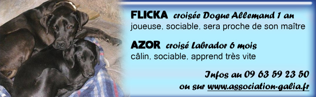 FLICKA x dogue allemand/labrador 1 an association GALIA (85)  Bannie13