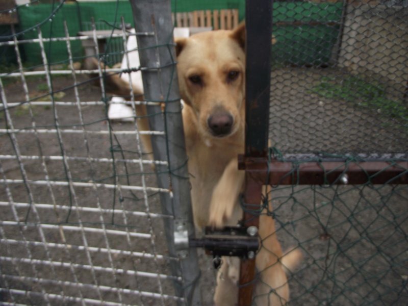 CANAILLE labrador sable 4 ans au refuge de l'association GALIA (85) Cana1010