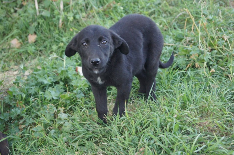 EBENE femelle labrador noire 2mois 1/2 association GALIA (85) Ebene_10