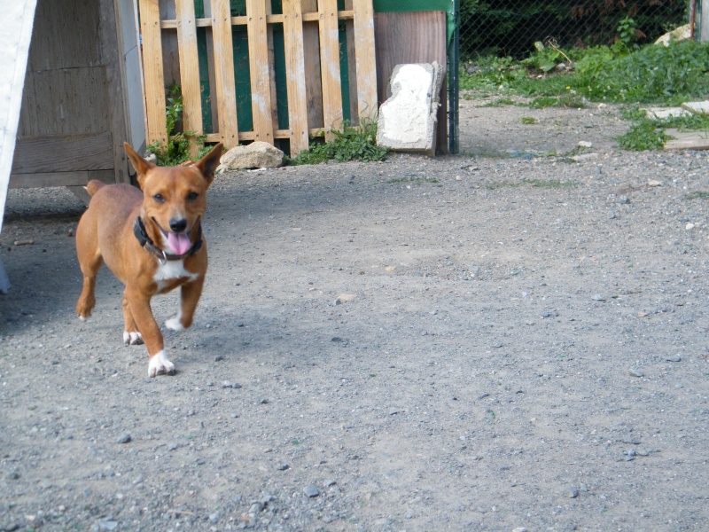 OSCAR chien de petite taille au refuge de l'association GALA (85) Oscar310