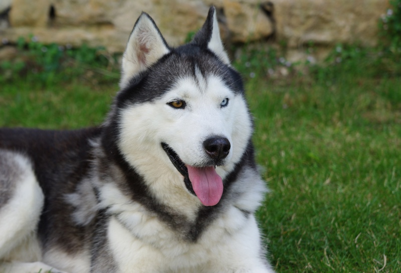 ASLAK, mâle husky de 9 ans - Charentes - Page 3 Imgp0313