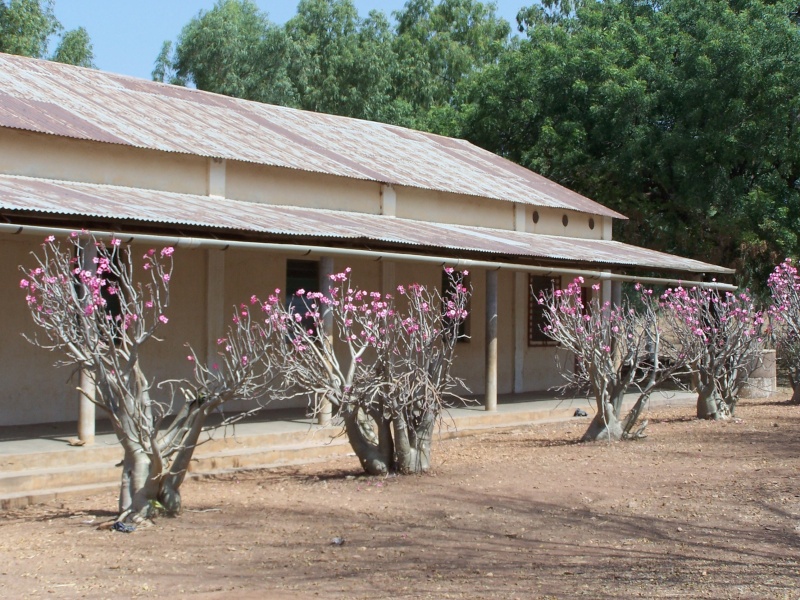 Sauvage sud africaine: Adenium obesum  - Page 7 Afriq213