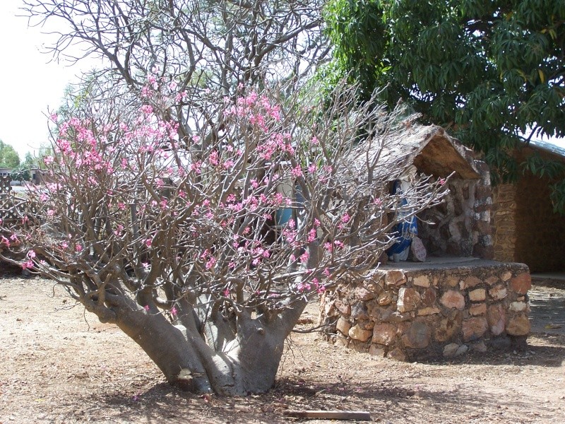 Sauvage sud africaine: Adenium obesum  - Page 7 Afriq215