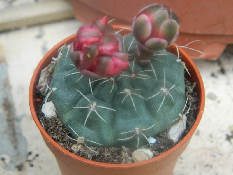   Mes cactus  en fleurs Araign14