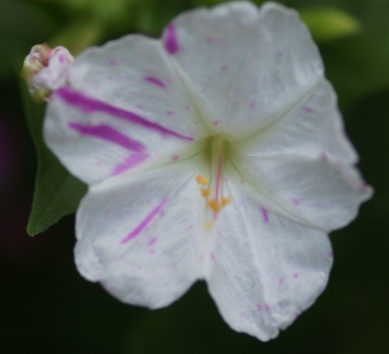 Mirabilis jalapa - Page 3 Belle_12