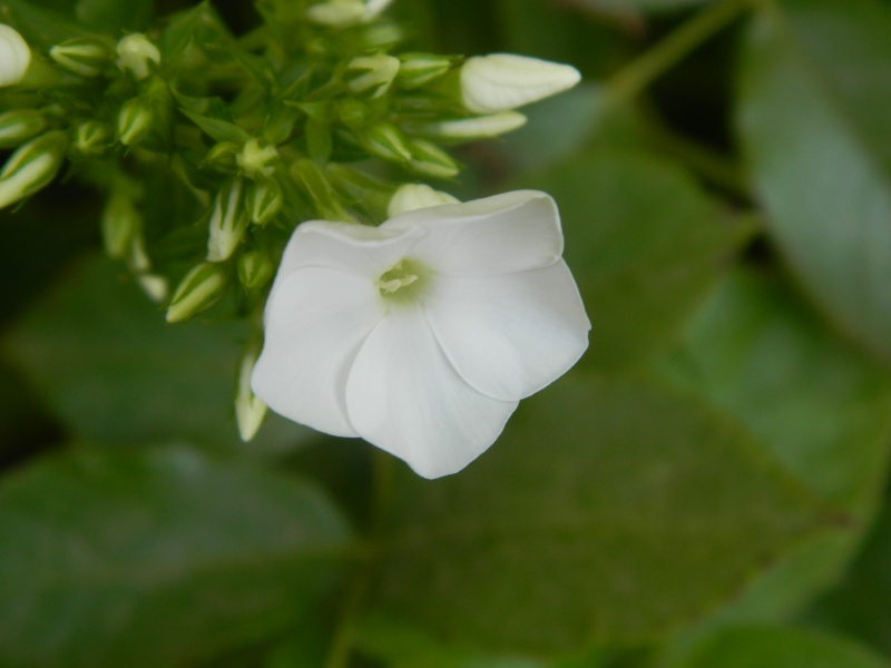 Phlox vivace, Phlox paniculata - Page 6 Ce_mat25