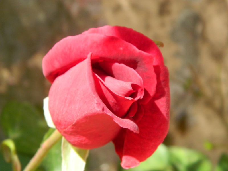Roses de nos jardins Djerba17