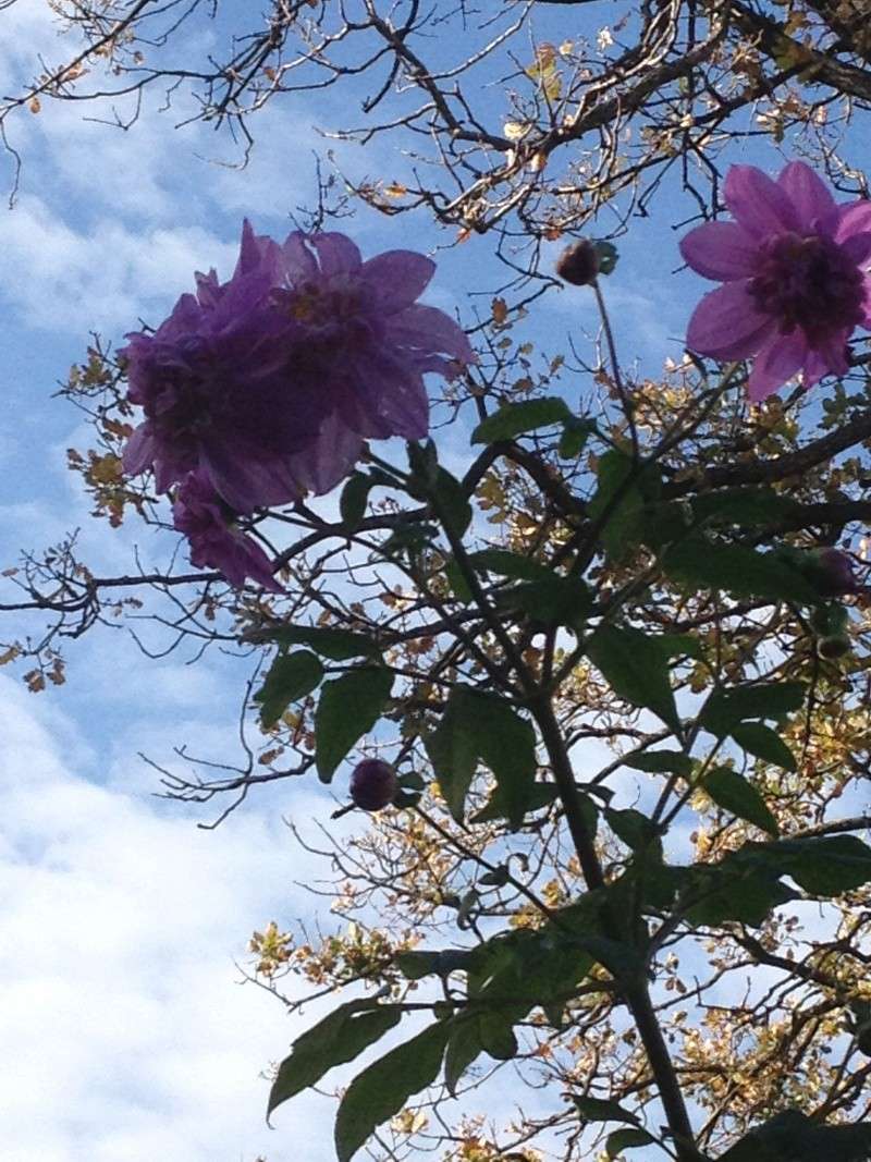Dahlia imperialis ou Dahlia en arbre - Page 9 Fuveau17