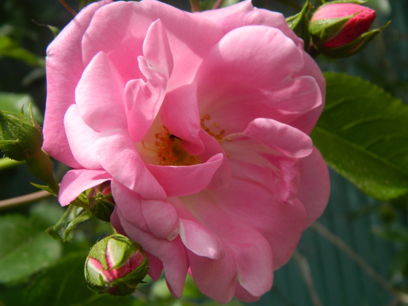 Roses de nos jardins Hibisc22