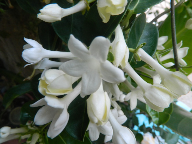 Jasmin de Madagascar, Stéphanotis Jasmin13