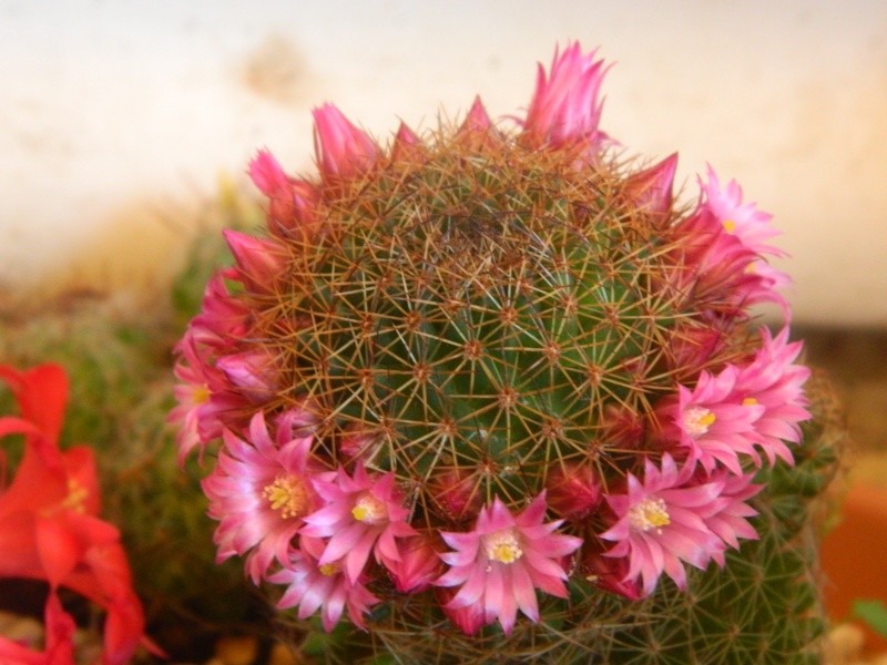   Mes cactus  en fleurs Lys_0012