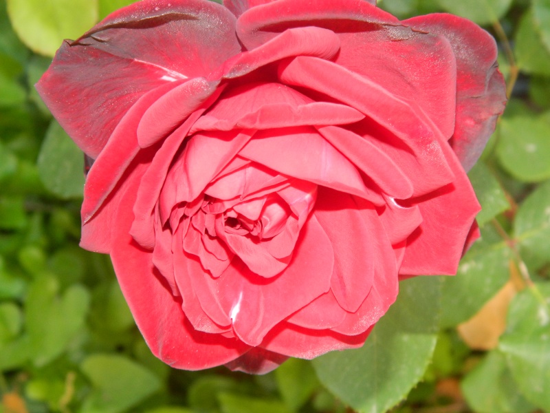 Roses de nos jardins Meduse17